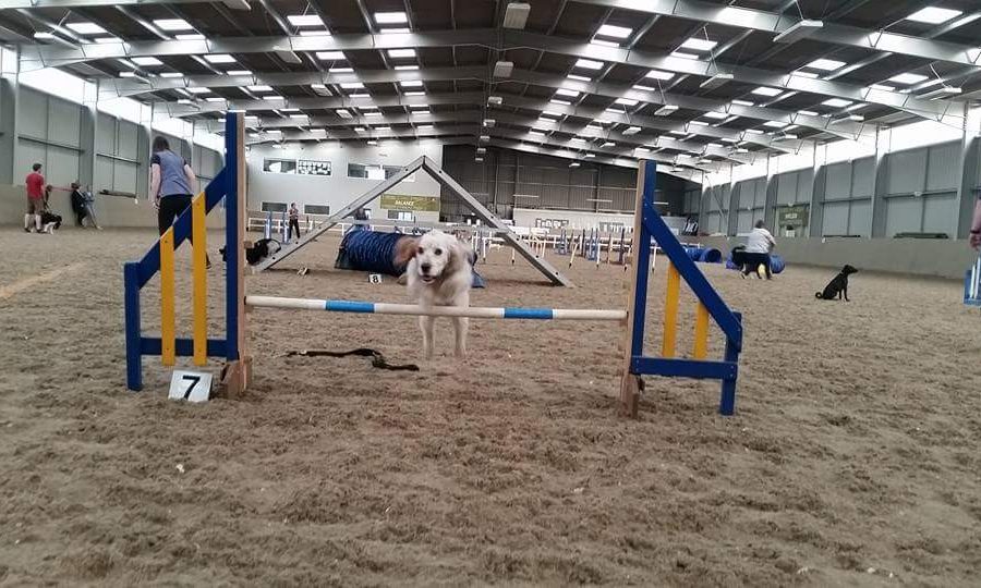 Tails and Peaks Agility and Dog Training Derbyshire on Inter Search